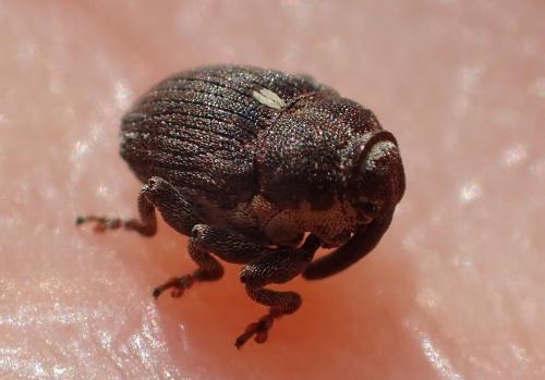 Réf. 357 121 : Glocianus sp.